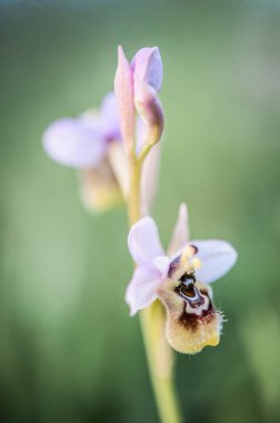 Ophrys scolopax, woodcock bee-orchid ya da woodcock orkidesi olarak bilinir.