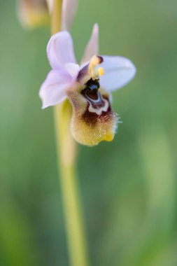 Ophrys scolopax, woodcock bee-orchid ya da woodcock orkidesi olarak bilinir.