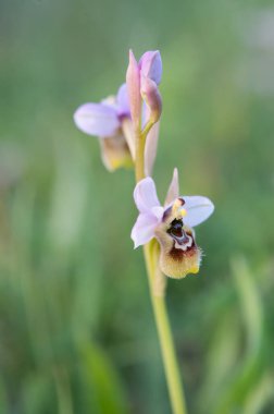 Ophrys scolopax, woodcock bee-orchid ya da woodcock orkidesi olarak bilinir.