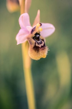 Ophrys scolopax, woodcock bee-orchid ya da woodcock orkidesi olarak bilinir.