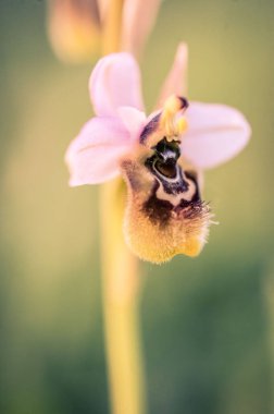 Ophrys scolopax, woodcock bee-orchid ya da woodcock orkidesi olarak bilinir.