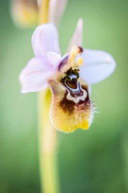 Ophrys scolopax, woodcock bee-orchid ya da woodcock orkidesi olarak bilinir.