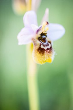 Ophrys scolopax, woodcock bee-orchid ya da woodcock orkidesi olarak bilinir.