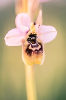 Ophrys scolopax, woodcock bee-orchid ya da woodcock orkidesi olarak bilinir.