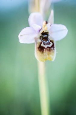 Ophrys scolopax, woodcock bee-orchid ya da woodcock orkidesi olarak bilinir.