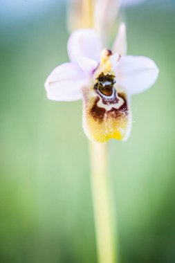 Ophrys scolopax, woodcock bee-orchid ya da woodcock orkidesi olarak bilinir.