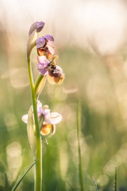 Ophrys scolopax, woodcock bee-orchid ya da woodcock orkidesi olarak bilinir.