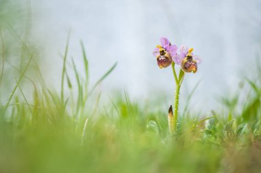 Ophrys scolopax,  woodcock bee-orchid 