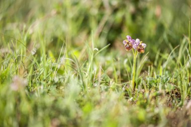 Ophrys scolopax,  woodcock bee-orchid 