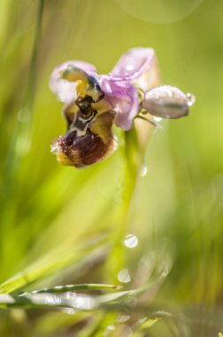 Ophrys tenthredinifera, testere sineği orkidesi