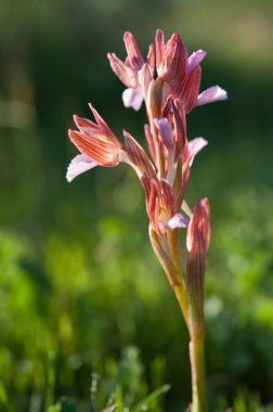 close up of  beautiful flower growing on lawn 