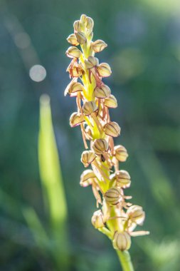 Ophrys, Orchidinae kabilesindeki Orchis ittifakından gelen büyük bir orkide grubudur.