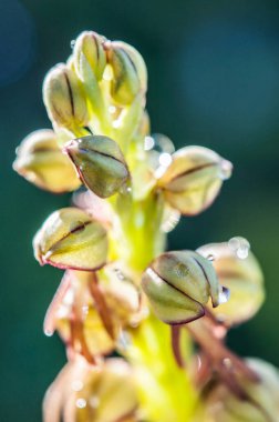 Ophrys, Orchidinae kabilesindeki Orchis ittifakından gelen büyük bir orkide grubudur.
