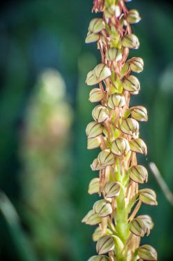 Ophrys, Orchidinae kabilesindeki Orchis ittifakından gelen büyük bir orkide grubudur.