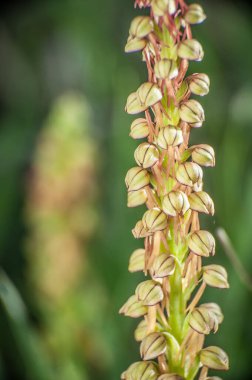 Ophrys, Orchidinae kabilesindeki Orchis ittifakından gelen büyük bir orkide grubudur.