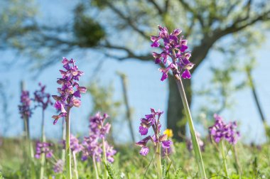 Green-winged Orchid flowers on meadow 