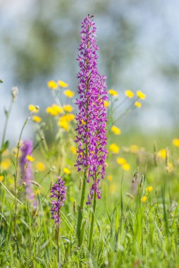 Green-winged Orchid flowers on meadow 