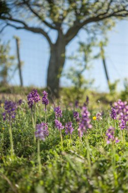 Green-winged Orchid flowers on meadow 