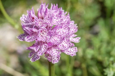 Orchis italica  flowering plant, close up