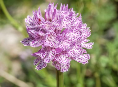 Orchis italica  flowering plant, close up