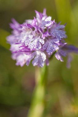 wild orchid flowering plant, close up
