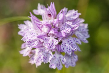 wild orchid flowering plant, close up