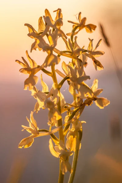 Platanthera Nivea Commonly Known Snowy Orchid Sunset —  Fotos de Stock