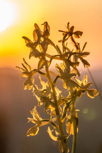 Platanthera Nivea Commonly Known Snowy Orchid Sunset —  Fotos de Stock