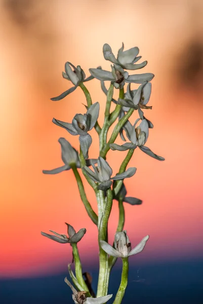 Platanthera Nivea Commonly Known Snowy Orchid Sunset — Stok fotoğraf