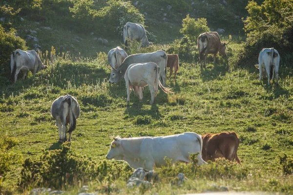 Cows Grazing Grass Meadow — Stock Photo, Image