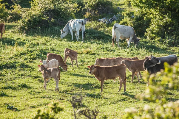 Cows Grazing Grass Meadow — Stock Photo, Image