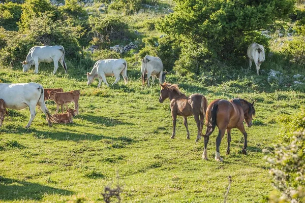 Herd Horses Cows Grazing Grass — Stock Photo, Image