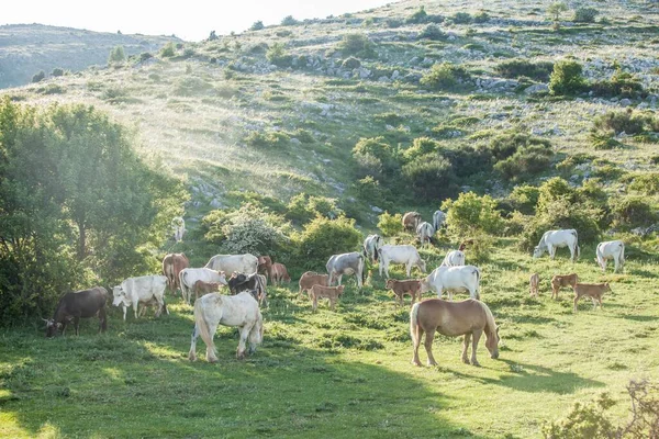 Herd Horses Cows Grazing Grass — Stock Photo, Image