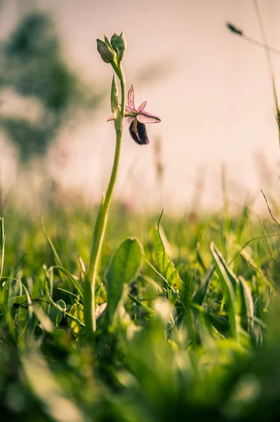 Ophrys Scolopax Woodcock Bee Orchid —  Fotos de Stock