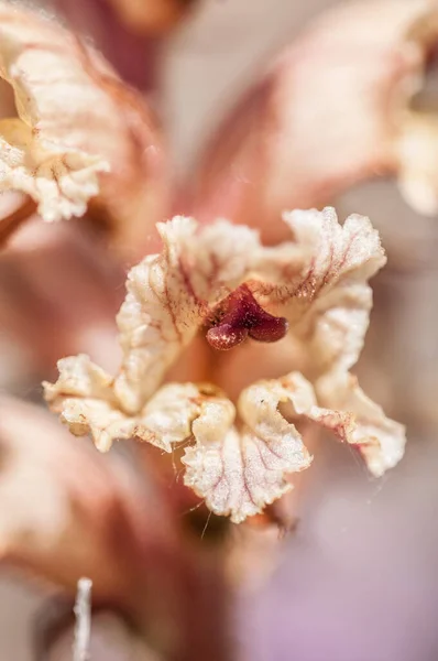 Genus Ophrys Large Group Orchids Alliance Orchis Subtribe Orchidinae —  Fotos de Stock