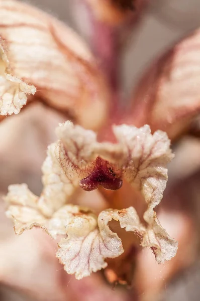 Slã Ktet Ophrys Stor Grupp Orkidã Frã Alliansen Orchis Substammen — Stockfoto