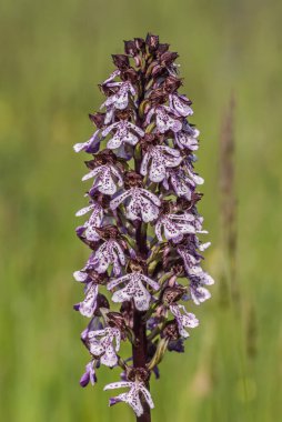 wild orchid flowering plant, close up