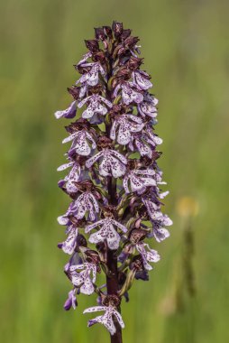 wild orchid flowering plant, close up