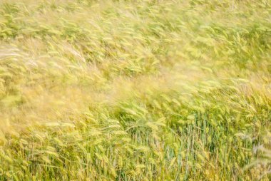ears of wheat in the field, nature