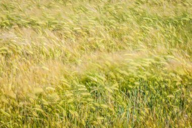 ears of wheat in the field, nature