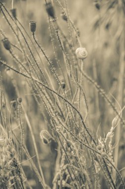 Sahadaki kurumuş bitkilerin kapatılması 