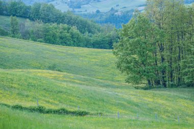 Çayırda yetişen güzel çiçekler 