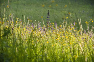 Çayırda yetişen güzel çiçekler 