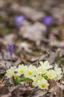 beautiful  yellow  flowers growing  on the lawn 