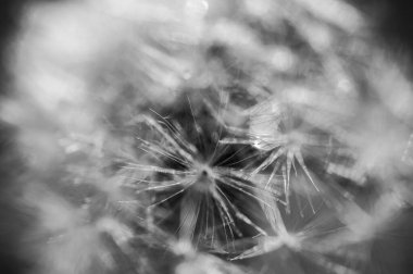 Dandelion seeds, close up. Flora 