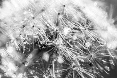 Dandelion seeds, close up. Flora 