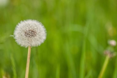 Dandelion seeds, close up. Flora 