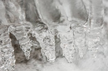 frozen iced branch, close up