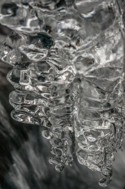 frozen iced branch, close up