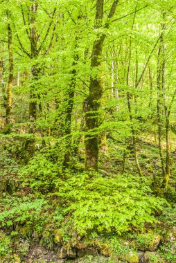 green  trees and forest